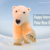  International Polar Bear Day and Global Climate Change