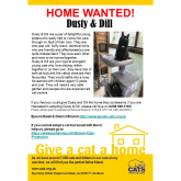 Meet DUSTY & DILL looking for a home - #Epsom & Ewell Cats Protection @CatsProtection #giveacatahome