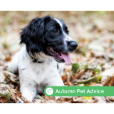 Autumn safety advice for your pet