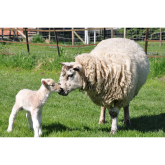 Oswestry Farm Attraction to Welcome Lambs this February