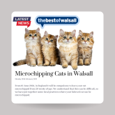 Microchipping Cats in Walsall