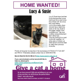 Meet LUCY & SUSIE looking for a home - #Epsom & Ewell Cats Protection @CatsProtection #giveacatahome
