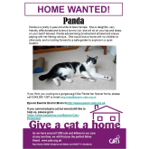 Meet PANDA looking for a home - #Epsom & Ewell Cats Protection @CatsProtection #giveacatahome
