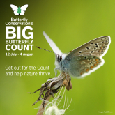 The Big Butterfly Count 2024