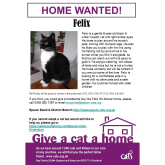 Meet FELIX looking for a home - #Epsom & Ewell Cats Protection @CatsProtection #giveacatahome