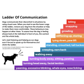 Abbey Veterinary Surgery looks at the different types of aggression seen in dogs