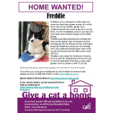 Meet FREDDIE looking for a home - #Epsom & Ewell Cats Protection @CatsProtection #giveacatahome