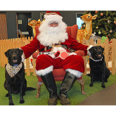 Salop Leisure’s Christmas Adventure has Santa Paws treat for dogs!