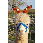 Meet alpacas and world’s smallest sheep at Salop Leisure’s Christmas Market