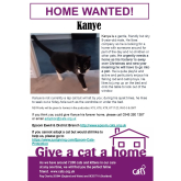Meet KANYE looking for a home - #Epsom & Ewell Cats Protection @CatsProtection #giveacatahome