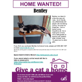 Meet Bentley, looking for a home! #GiveACatAHome #CatsOfEpsom #NewFurBaby