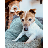 Abbey Vets looks at how old your pets are in human years