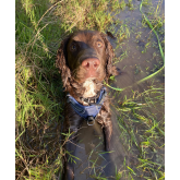 Urine Crystals in Pets: Symptoms, Causes, and Treatment Tips from Abbey Veterinary Centre