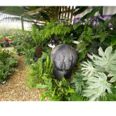 Transform Your New-Build Garden in Kettering with Hedging and Colourful Plants from Richard's Plants & Nursery