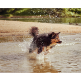 Too Hot to Trot? Let’s Keep Our Dogs Safe! 