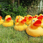 RicNic Teams Up with Canal & River Trust to Launch the Big Walsall Waddle: A Giant Duck Trail with a Purpose