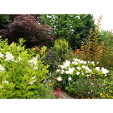 Tom’s open garden raises £1,851 for Macmillan Cancer Support in Shropshire