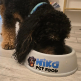 Dog-Friendly Dining in Eastbourne with Nika Pet Food