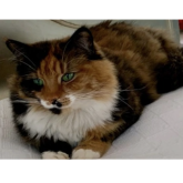 Cats Protection - Rehoming Cats in Epsom