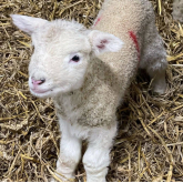 Lambing Festival this Half Term