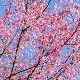 The transience of spring