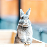 Egg Hunts and Bunnies this Easter at Park Hall