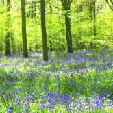 Soulton Hall Bluebell Walk will fundraise for Shropshire cancer patients