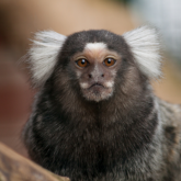 New requirements for primate licensing from April 2026