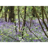 Bluebells Walk raises more than £3,000 for Shropshire cancer patients