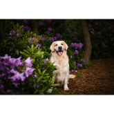 Does Your Dog Hate Sitting Still? Professional Pet Photography in Lichfield Could Surprise You
