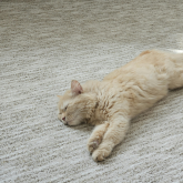 Signs It’s Time to Replace Your Old Carpets