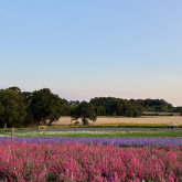 Shropshire’s Biggest Flower Event Gets Ready to Open