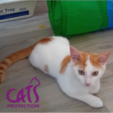 Could you give Olly his forever home?