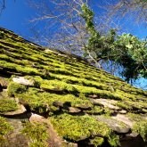 Do Moss and Algae Damage Your Roof?