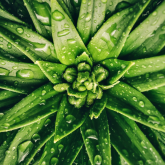 What are the benefits of aloe vera products?