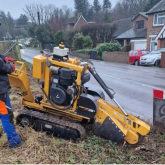What Happens to the Stump After a Tree Is Removed?