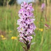 Get outdoors and help protect local wildlife at Pelsall North Common