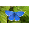 Have you seen the Adonis Blue Butterfly