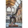 Dippy the Diplodicus is coming to Wales 