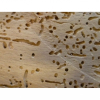 Rid Your Home of Woodworm with these Simple Solutions