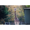 Giraffe death shocks zoo