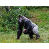 Zoo gorilla plays ball at Paignton Zoo