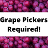 Grape pickers WANTED in East Sussex!