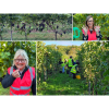 Experience the Sussex Vineyard Harvest: Grape Pickers Wanted!