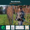 Effortless Seasonal Recruitment for Vineyards | Recruitment South East