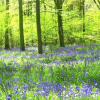 Soulton Hall Bluebell Walk will fundraise for Shropshire cancer patients