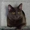 Cats Protection - Rehoming Cats in Epsom