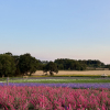 Shropshire’s Biggest Flower Event Gets Ready to Open