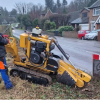 What Happens to the Stump After a Tree Is Removed?
