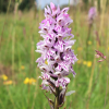 Get outdoors and help protect local wildlife at Pelsall North Common